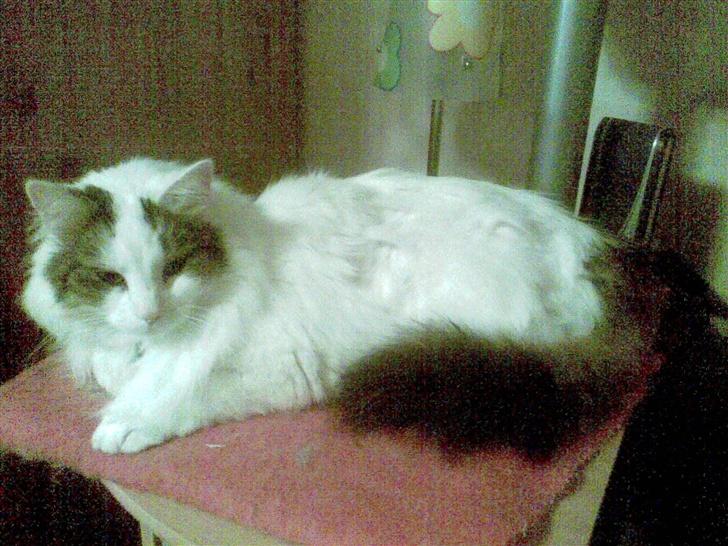 Norsk Skovkat Gismo - Jeg syns jo selv det her er et af hans bedste billeder! billede 8