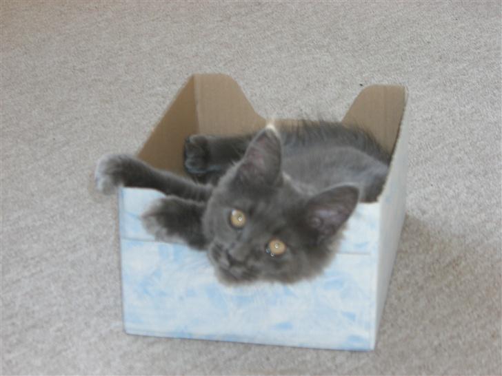 Maine Coon trille - min lille kasse billede 11