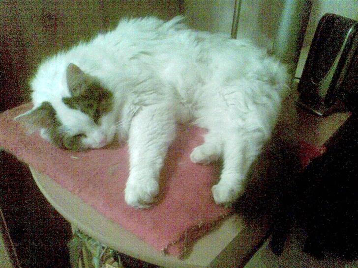 Norsk Skovkat Gismo - Her strækker jeg mig lidt ;) billede 9