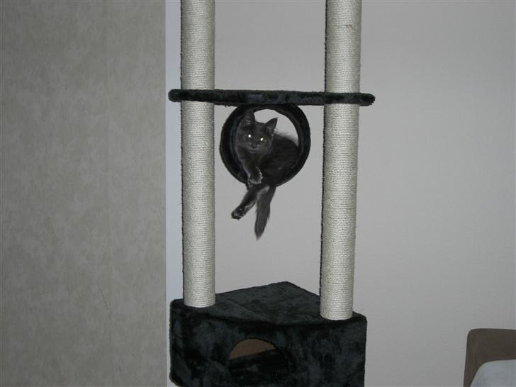 Maine Coon trille billede 12