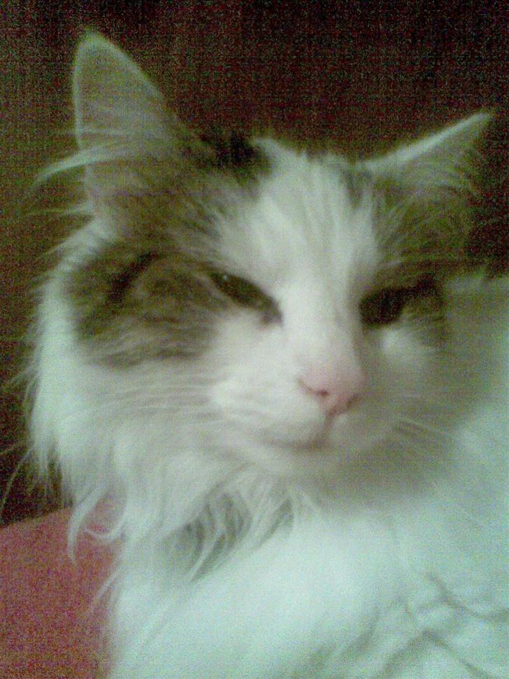 Norsk Skovkat Gismo - Close up!! billede 10