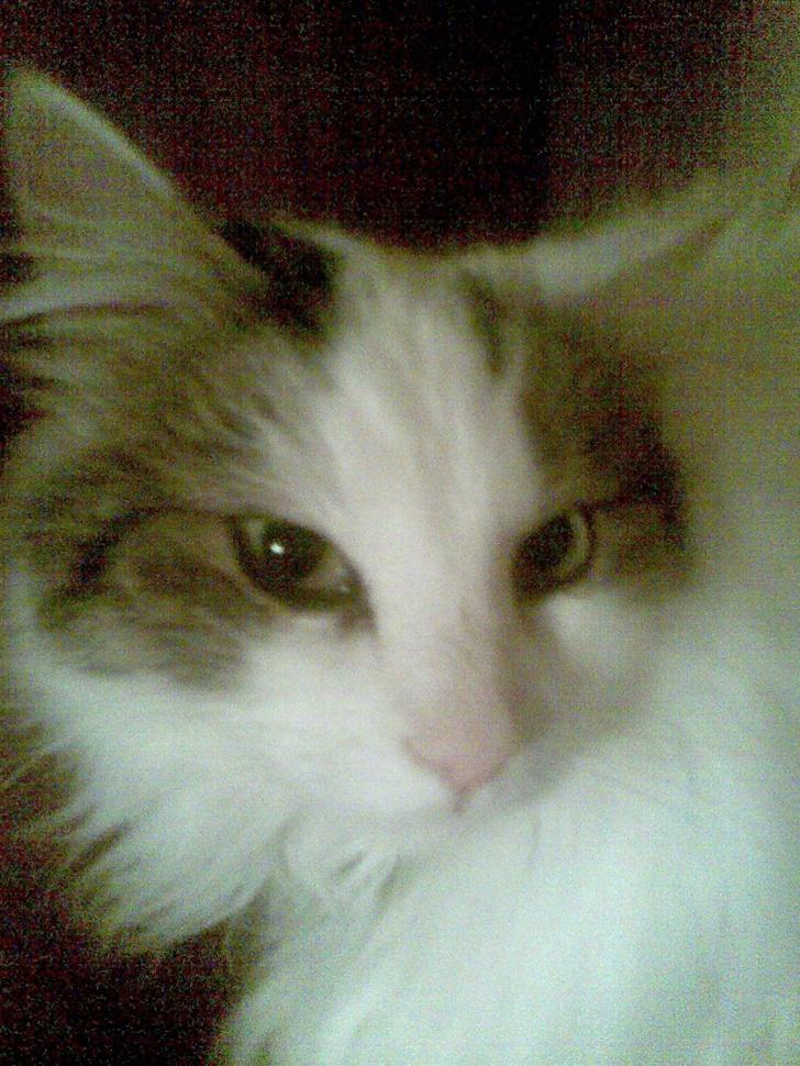 Norsk Skovkat Gismo - Close up igen! ;) billede 11