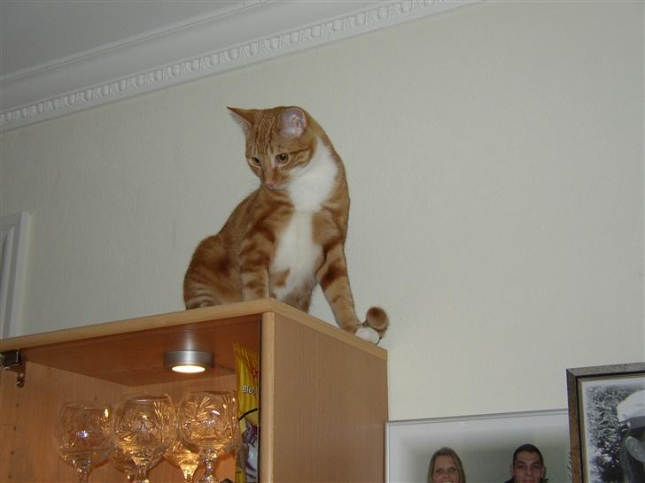 Huskat Victor - 07.03.22: Gufferne er gemt lige nedenunder i skabet, så jeg sidder her og venter og venterg venter! billede 13