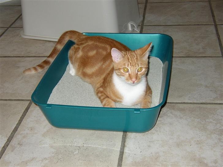 Huskat Victor - 07.03.22 billede 14