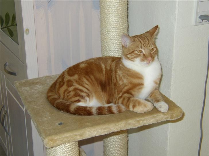 Huskat Victor - 07.03.28 billede 15