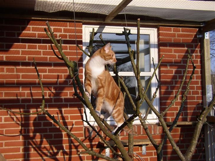 Huskat Victor - 07.03.28 billede 16