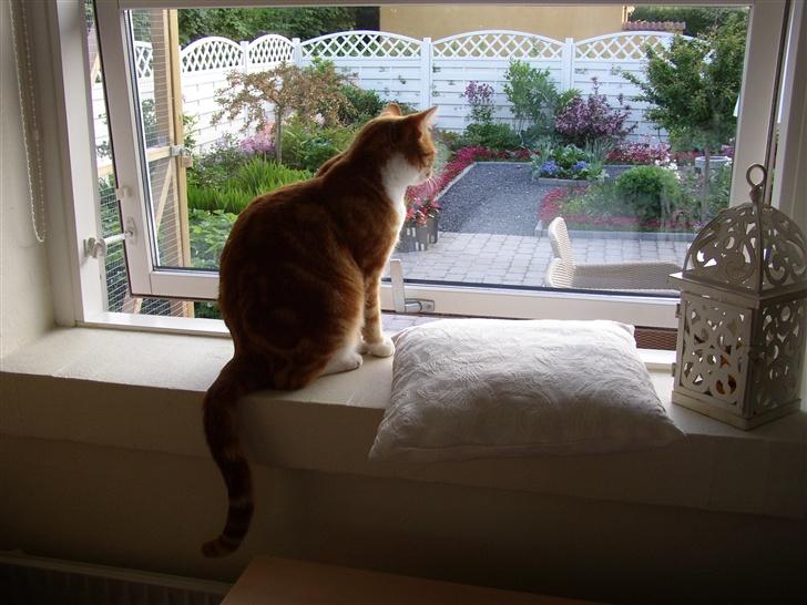 Huskat Victor - 07.05.26 billede 17