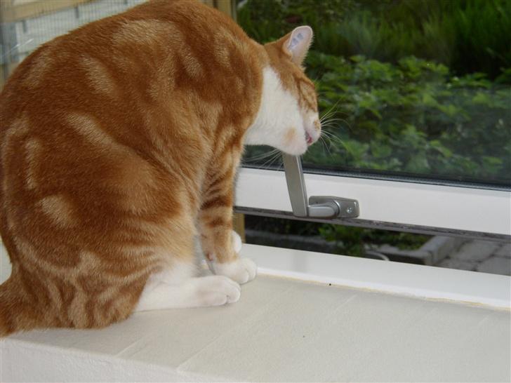 Huskat Victor - 07.05.26 billede 18