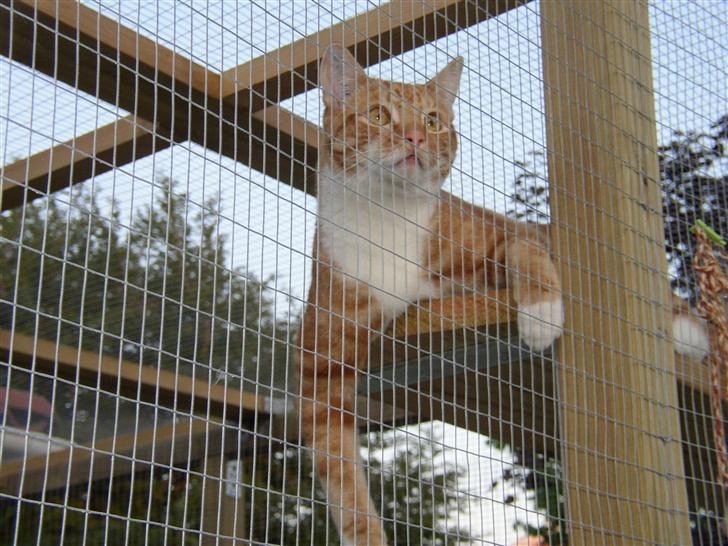 Huskat Victor - 07.05.26 billede 19