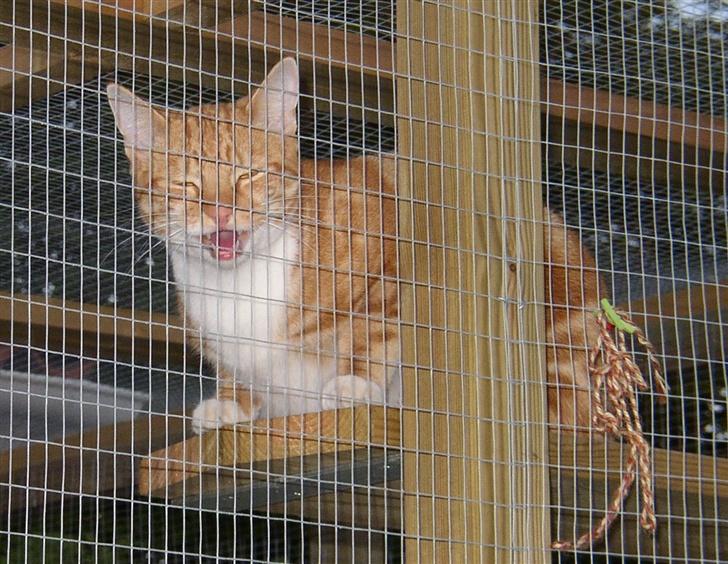 Huskat Victor - 07.05.26 billede 20