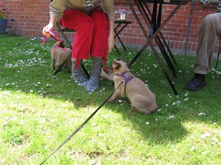 Burmeser Why Forget Doo - Første gang ude i sele billede 14