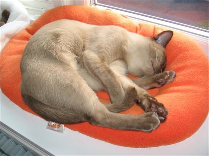 Burmeser Why Forget Doo - Sove tid i vinduet billede 15