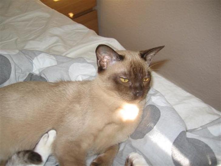 Burmeser Why Forget Doo - Doo slikker sol billede 16