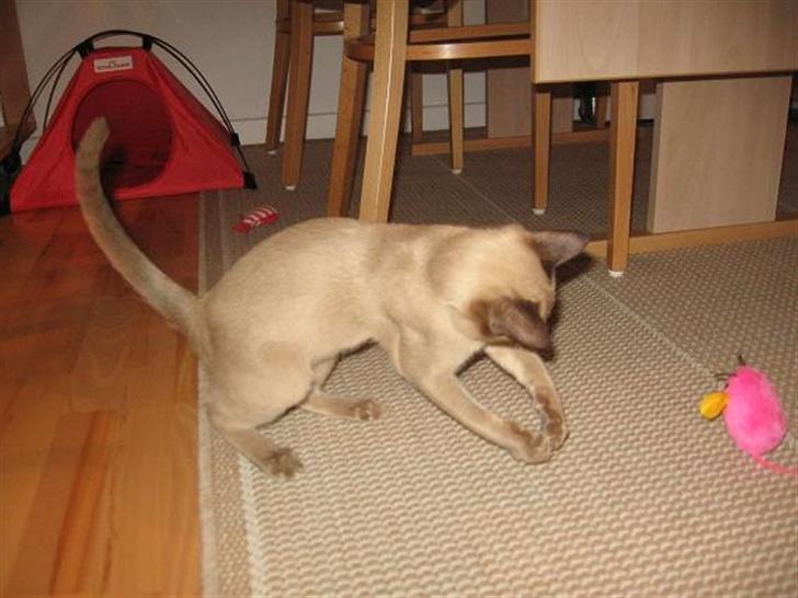 Burmeser Why Forget Doo - Doo leger med sin mus billede 17