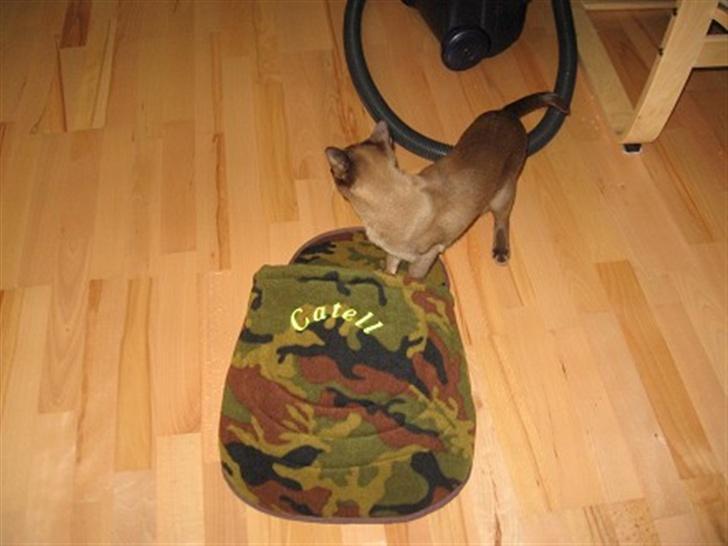 Burmeser Momi`s Cataline  - Vores sutsko med stamnavn på billede 13