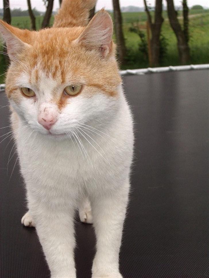 Blanding af racer Bølle billede 15