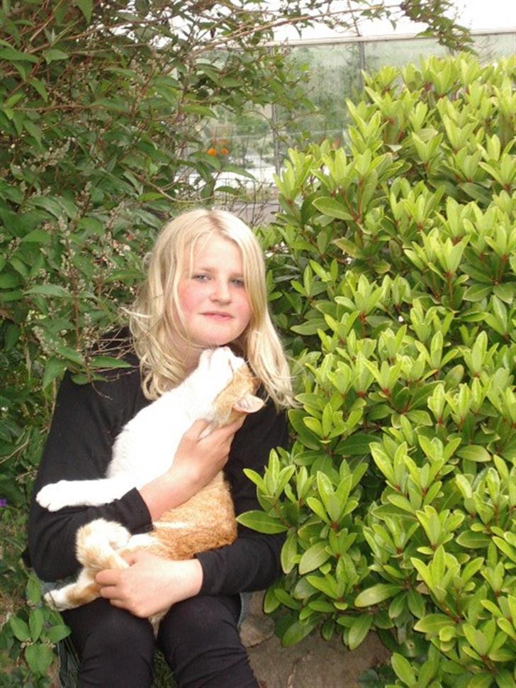 Blanding af racer Bølle billede 16