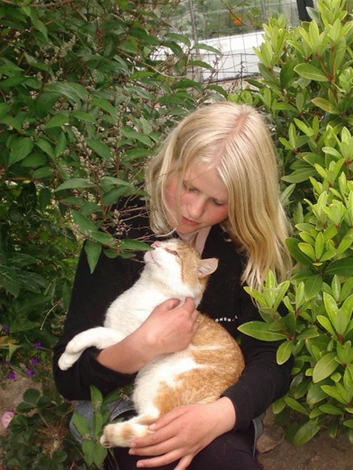 Blanding af racer Bølle billede 17