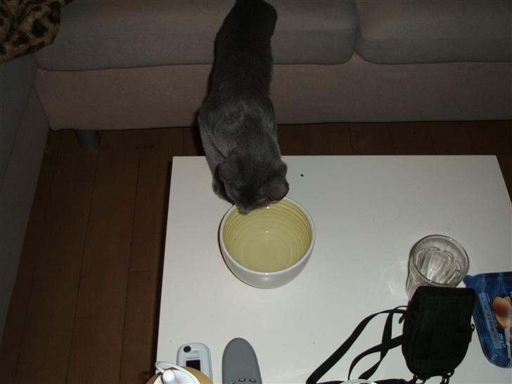 Russian Blue Lucky Luke - Øv! skålen er tom... billede 3