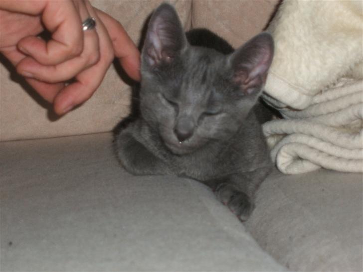 Russian Blue Lucky Luke - Man er vel kat... billede 5