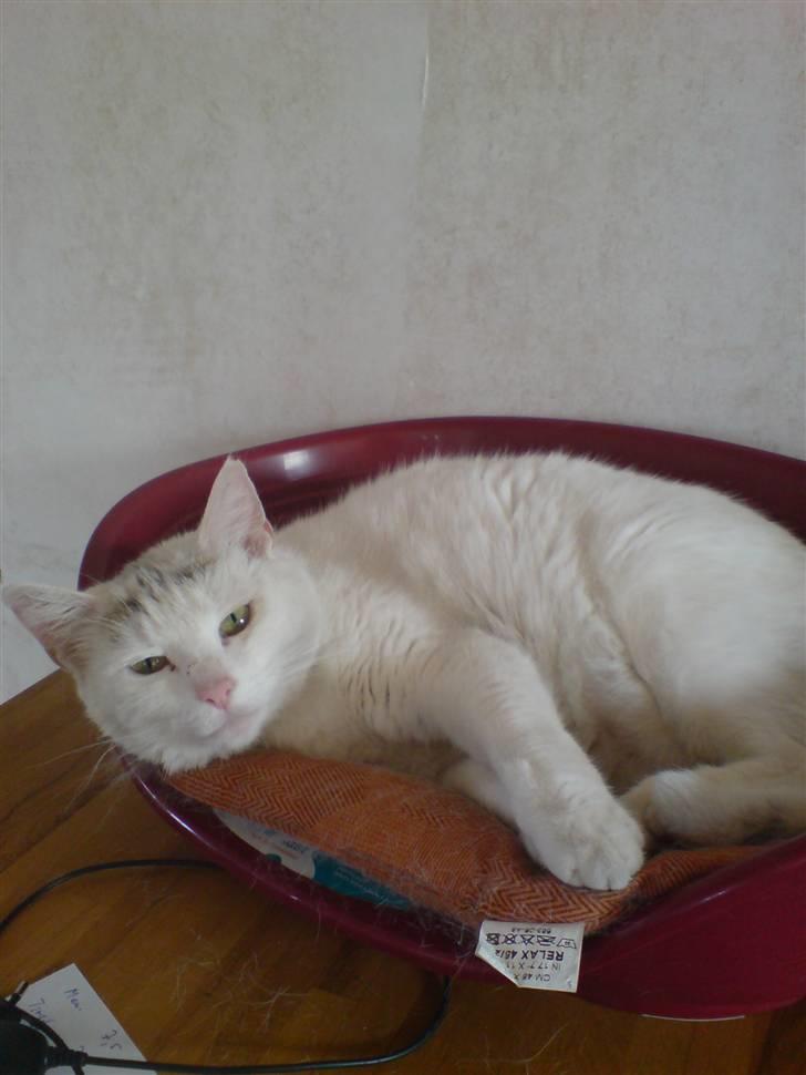 Huskat Woldborg billede 1