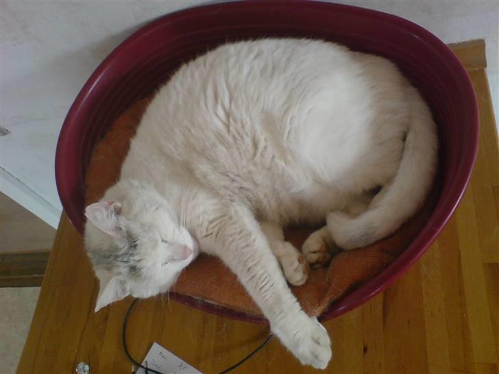 Huskat Woldborg billede 2