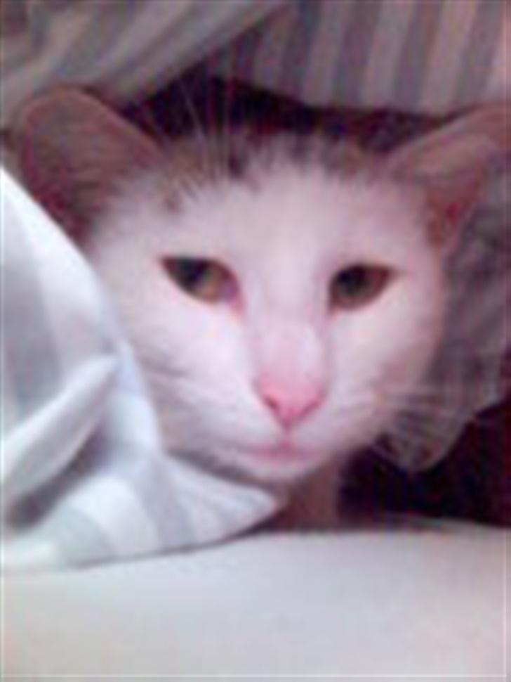 Huskat Woldborg billede 3