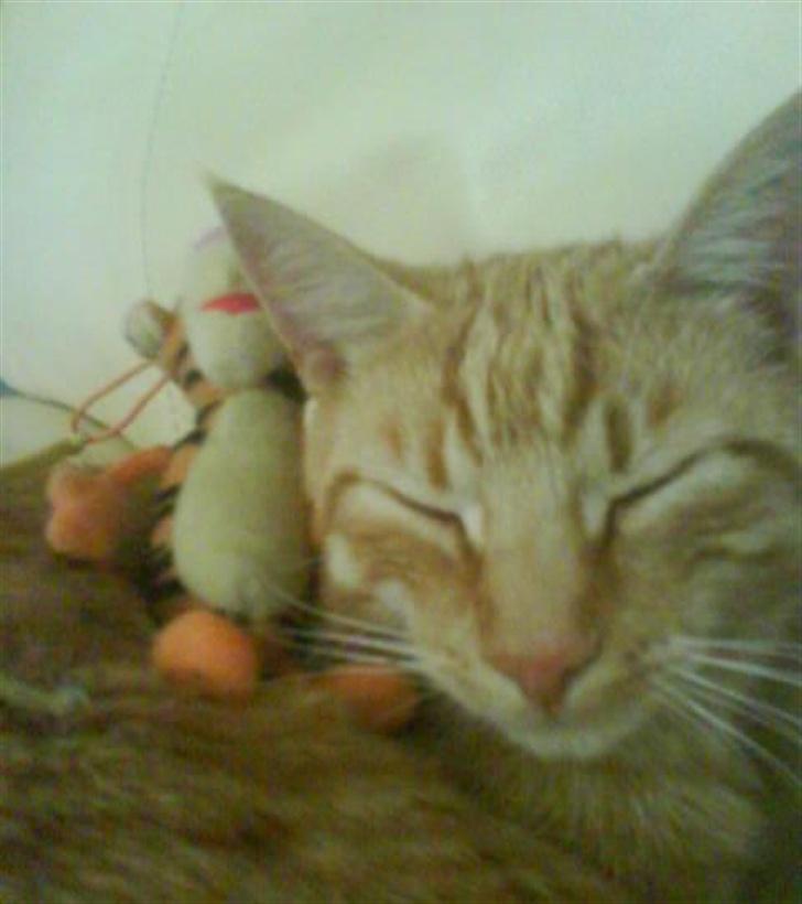 Huskat Koko og Nico*Død*  billede 14