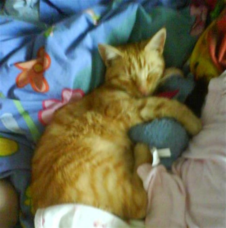 Huskat Koko og Nico*Død*  billede 15