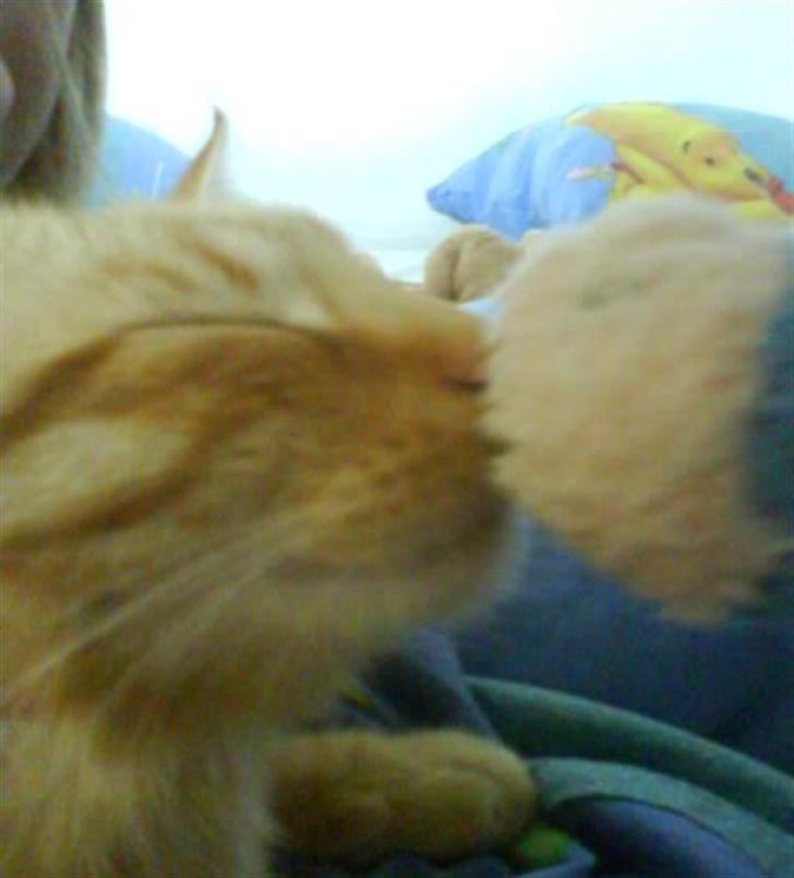 Huskat Koko og Nico*Død*  billede 16