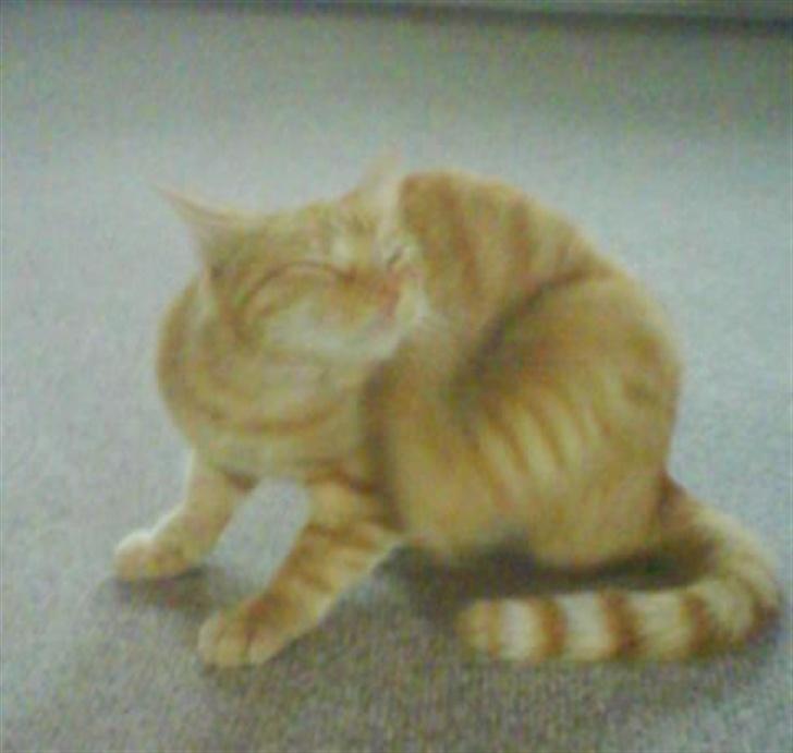 Huskat Koko og Nico*Død*  billede 17