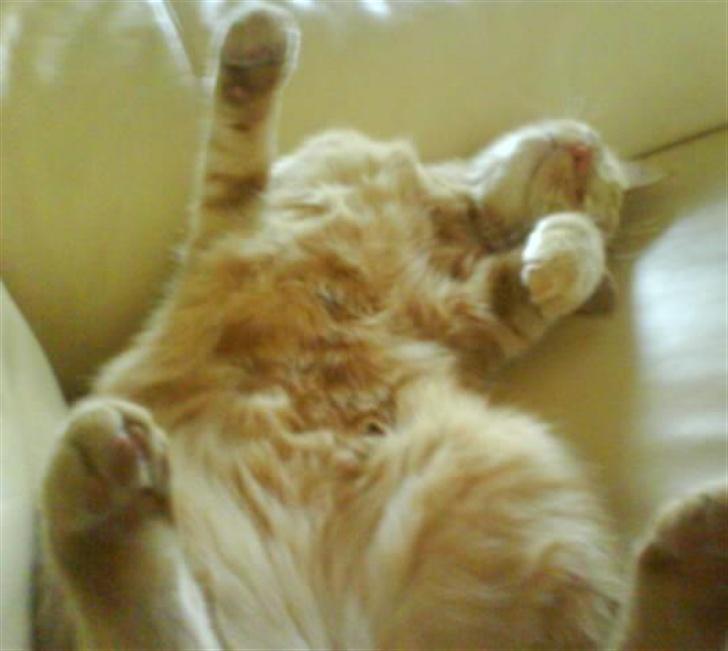 Huskat Koko og Nico*Død*  billede 18