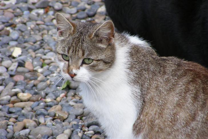 Blanding af racer Lille Mis billede 1