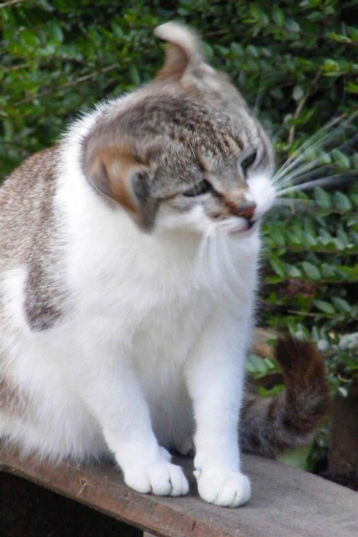 Blanding af racer Lille Mis billede 2