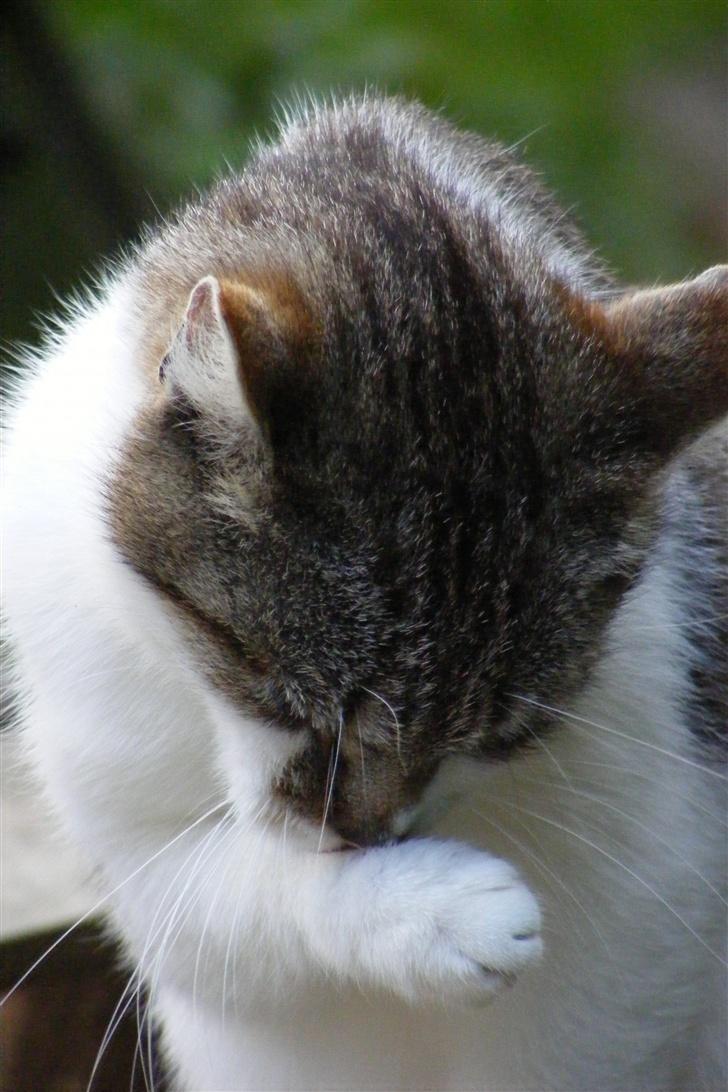 Blanding af racer Lille Mis billede 3