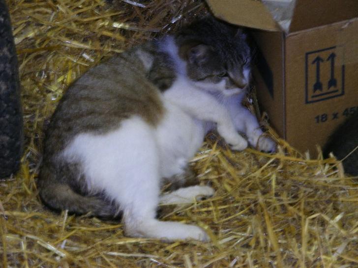 Blanding af racer Lille Mis billede 4