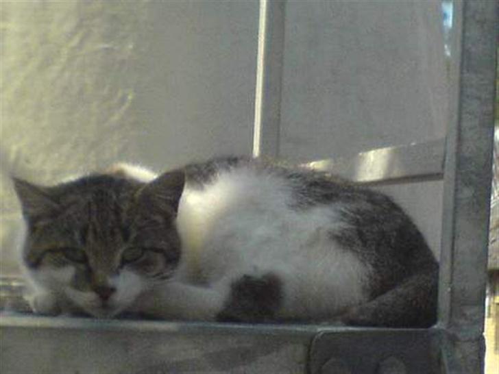 Blanding af racer Lille Mis billede 5