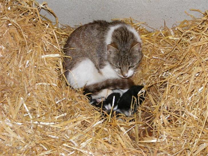 Blanding af racer Lille Mis billede 6