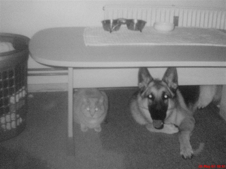 Huskat Anton - Anton og Mickey (billede af billede) billede 8