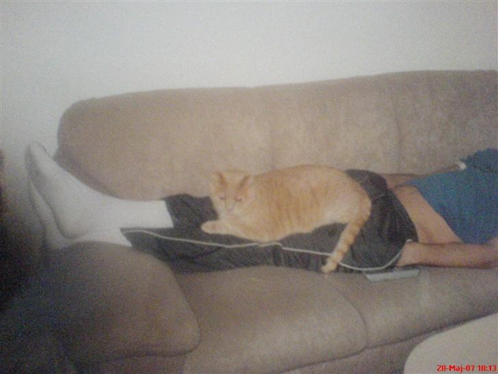 Huskat Anton - Sådan elskede han at lægge. (billede af billede) billede 9