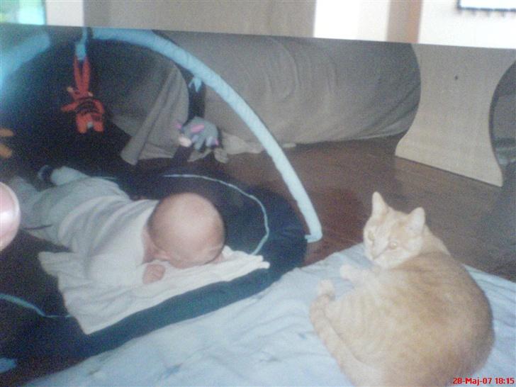 Huskat Anton - Anton passer på *S*  billede 10