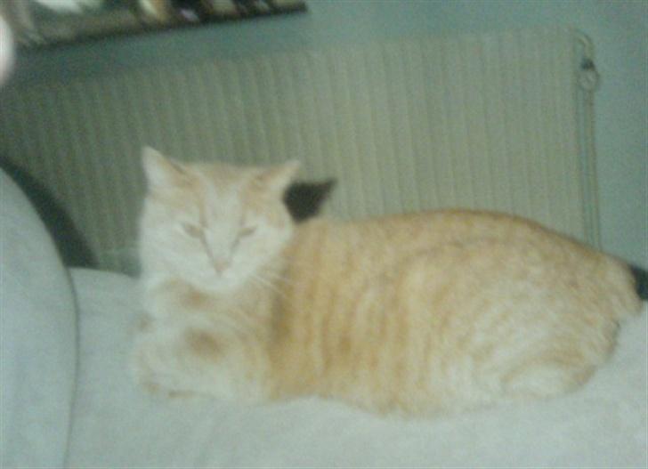 Huskat Anton - Her lægger han bare og flotter sig (billede af billede) billede 11