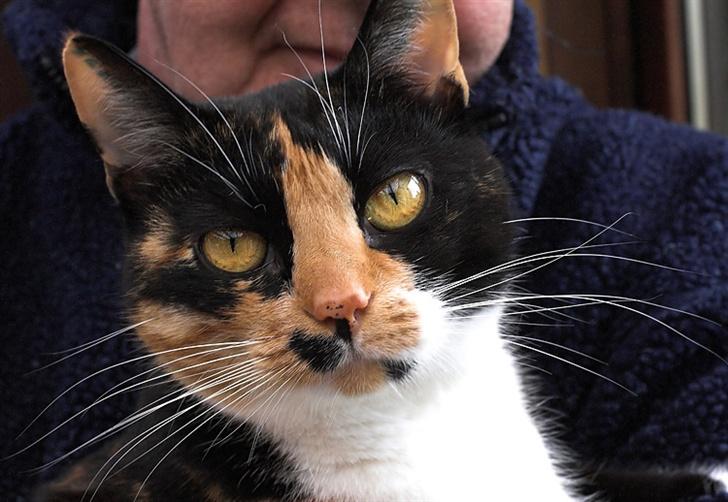 Huskat Mini - Hej jeg hedder Mini billede 1