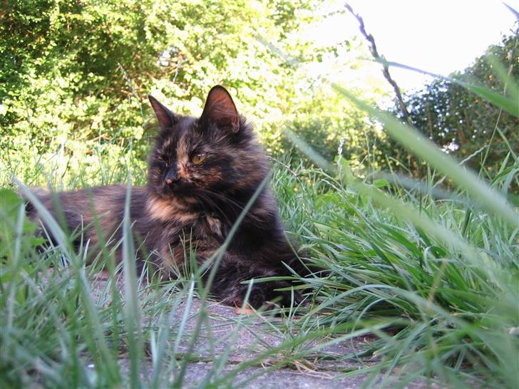 Norsk Skovkat Liva - Jeg hygger mig i haven billede 1