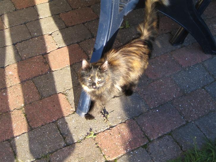 Norsk Skovkat Liva billede 2