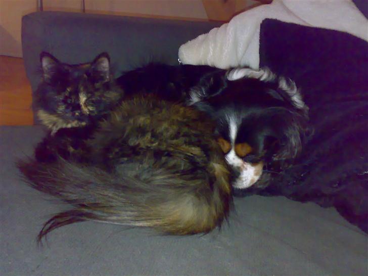 Norsk Skovkat Liva - Hygger mig med allerbedste ven Robin, som også er at finde i hundegalleriet billede 3