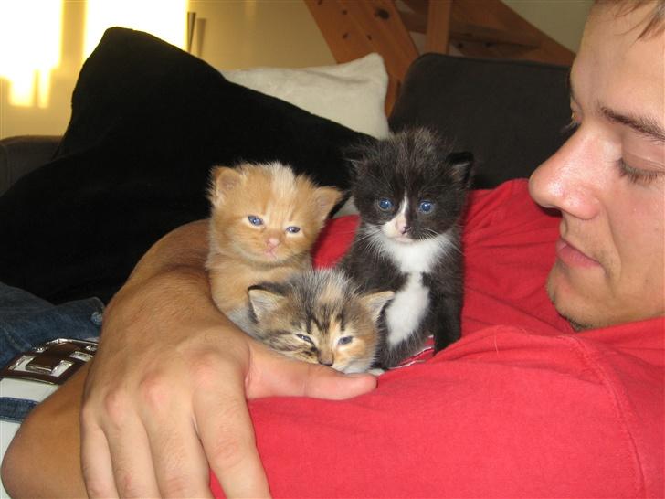 Norsk Skovkat Liva - Mit første kuld killinger fra 2006. Er vi ikke søde?? ;-) billede 4