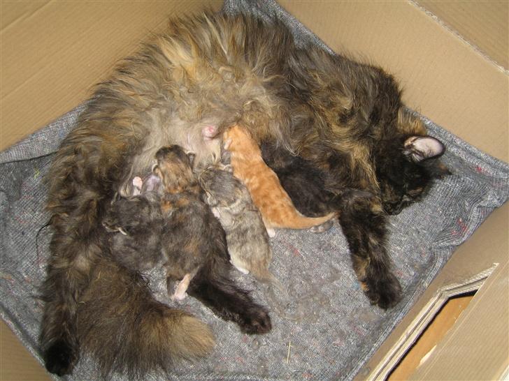 Norsk Skovkat Liva - Mit sidste kuld killinger som er fra d. 23-05-2007 billede 5