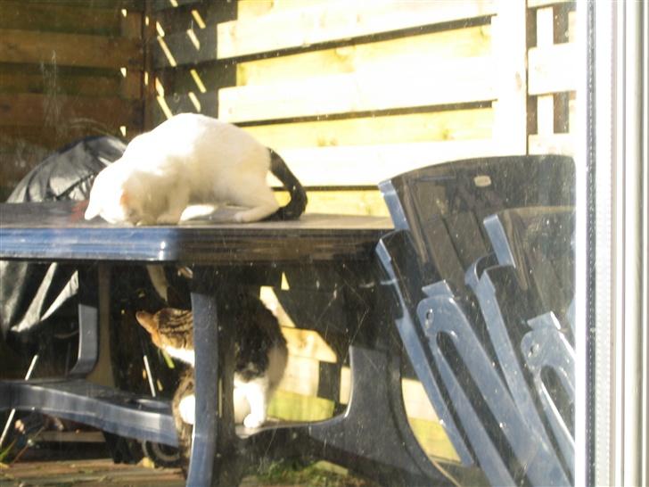 Huskat Milo - driller min mor :-) billede 6