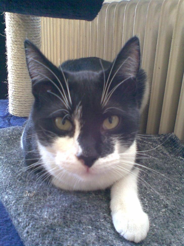 Huskat Yin - fik du det billede så jeg kan ligge mig ned igen. billede 1